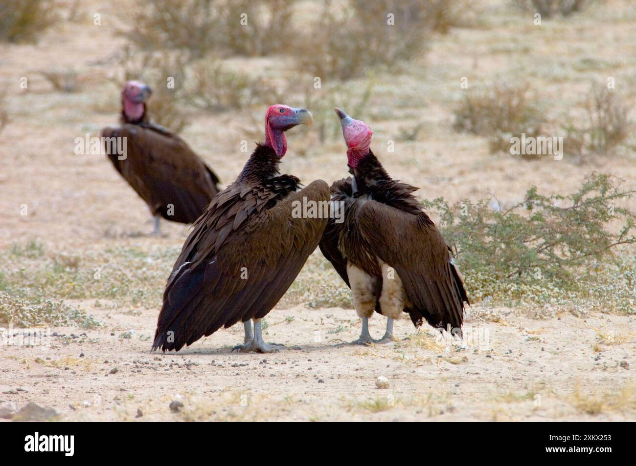 Voltoio con faccia a terra - coppia di corteggiatori. Minacciato Foto Stock
