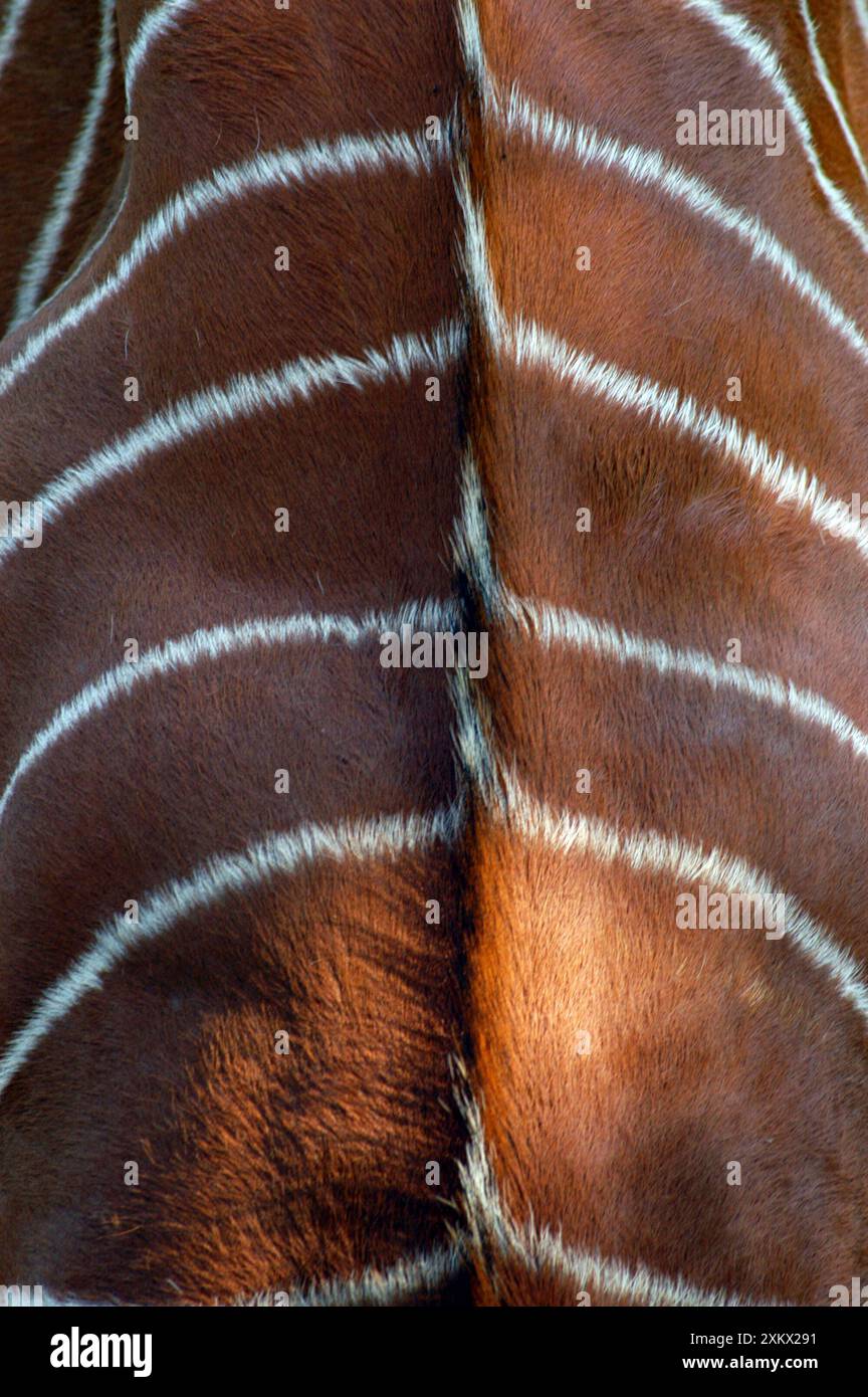 Antilope Bongo - strisce, maschio Foto Stock