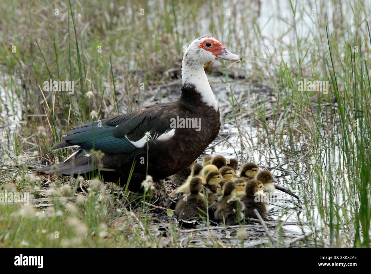 Muscovy Duck con anatroccoli appena nati al riparo Foto Stock