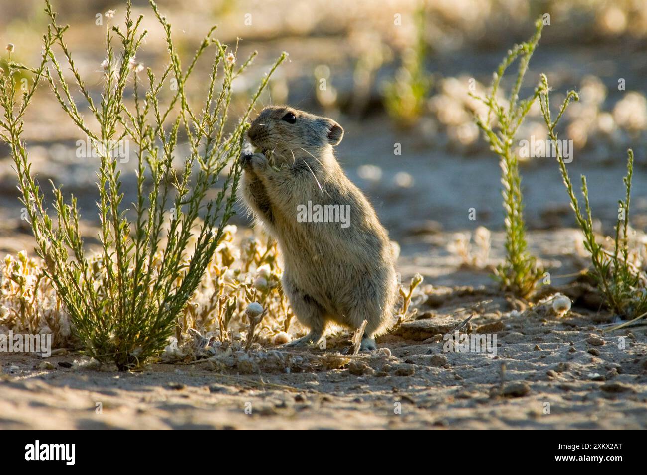 Brants's Whistling Rat - nutriti con foglie di succulente Foto Stock