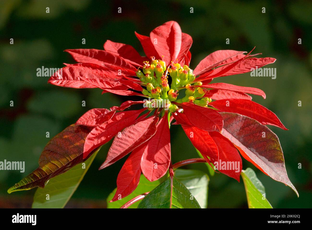 "Fiore" di Poinsettia che mostra la testa del fiore supportata Foto Stock