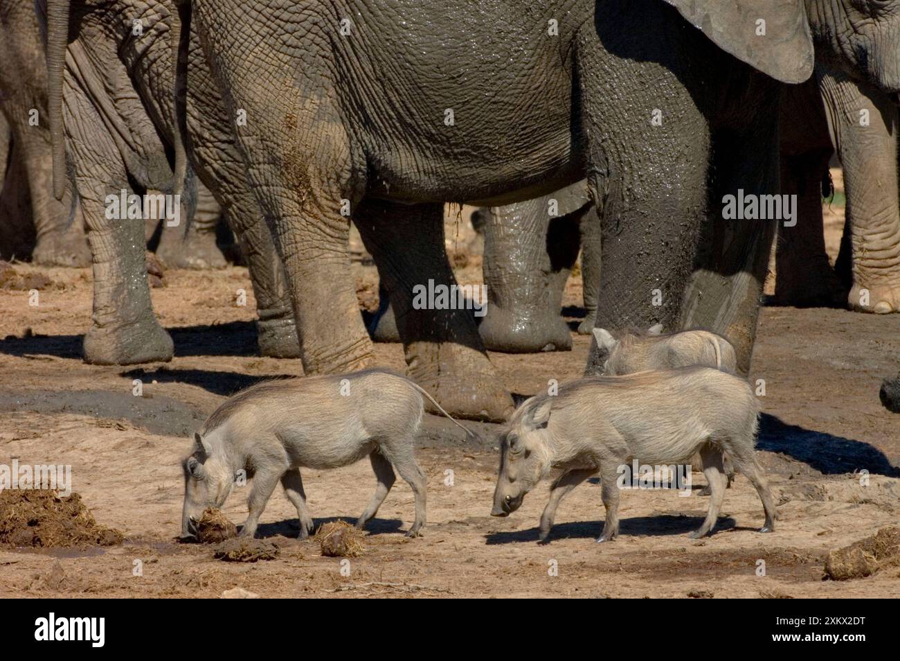 Warthog indaga sullo sterco di elefante, oscurato dagli elefanti Foto Stock