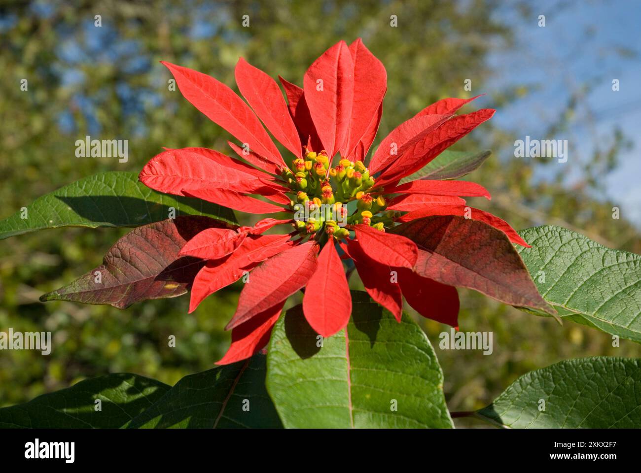 "Fiore" di Poinsettia che mostra la testa del fiore supportata Foto Stock