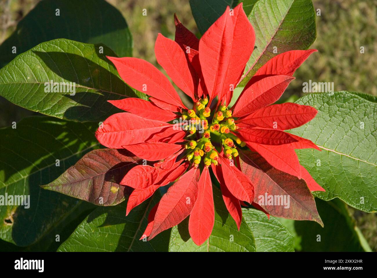 "Fiore" di Poinsettia che mostra la testa del fiore supportata Foto Stock