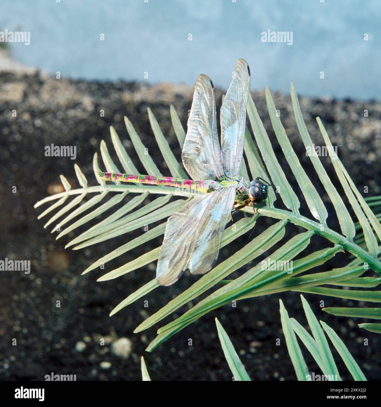 Meganeura - Griffenfly / Gigante Dragonfly Prehistoric Foto Stock