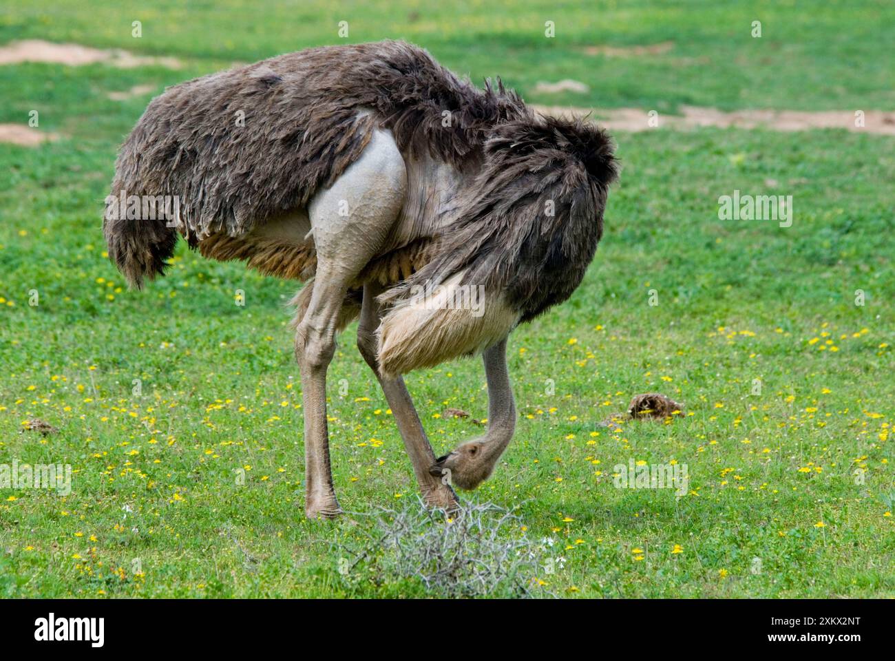 Struzzo - gallina che pulisce le gambe con becco Foto Stock