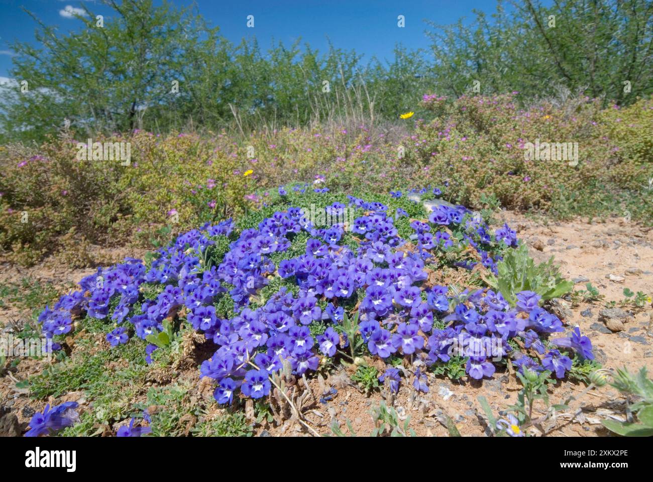 Karoo Violet - forma "tappeti" fino a 1 metro di diametro. Foto Stock