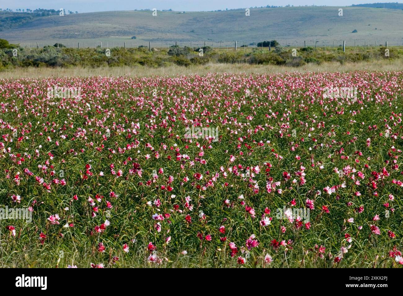 Vlei Lily - vista con colline, si verificano in temporaneo Foto Stock