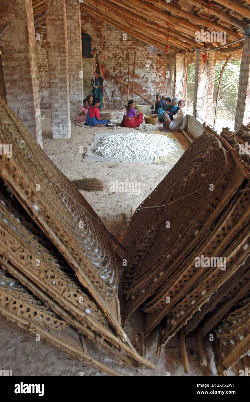 Lavoratori che selezionano coccodrilli da bachi da seta in un indiano Foto Stock