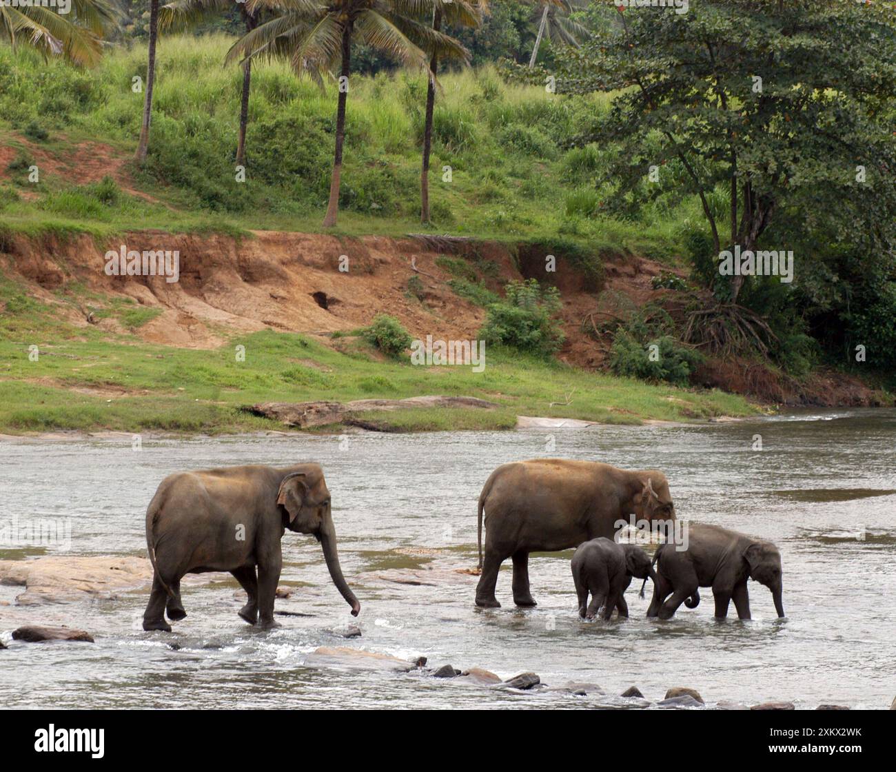 Elefante asiatico: Branco che fa il bagno nel fiume Foto Stock