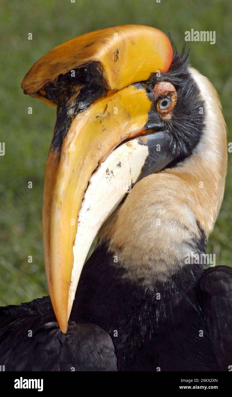 Grande Hornbill indiano Foto Stock