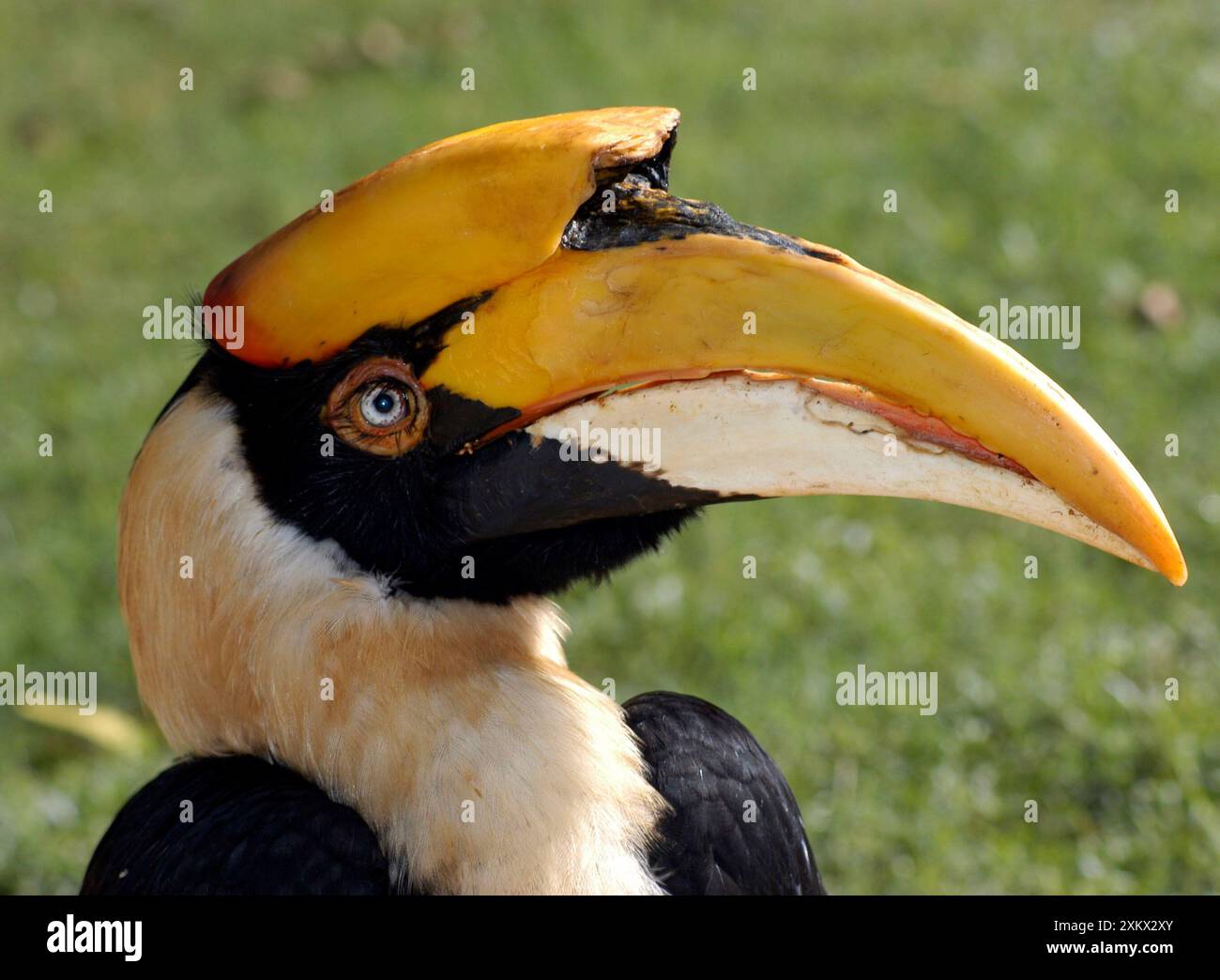 Grande Hornbill indiano Foto Stock