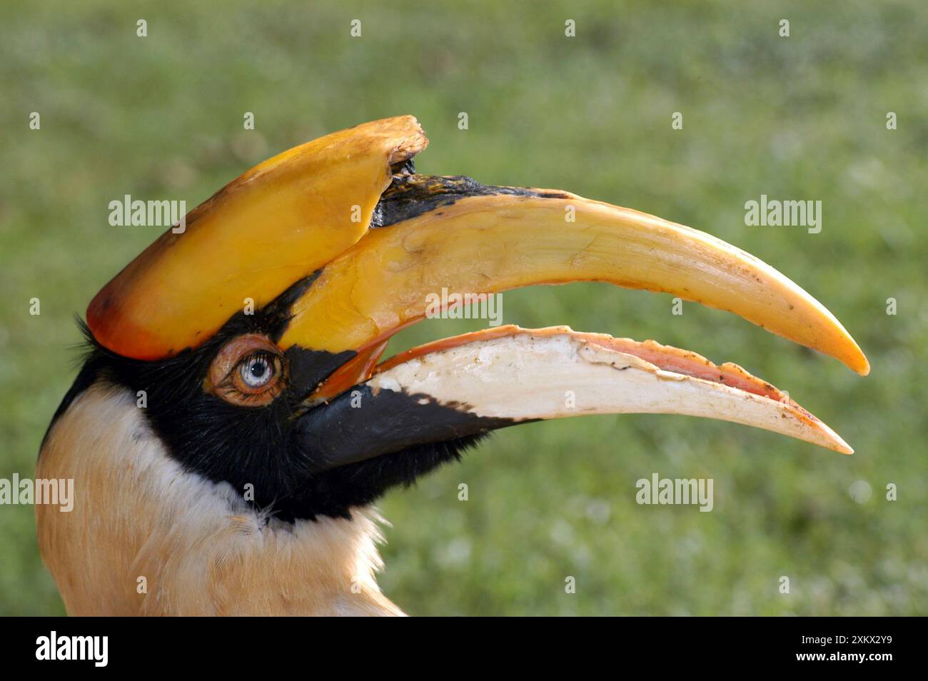 Grande Hornbill indiano Foto Stock