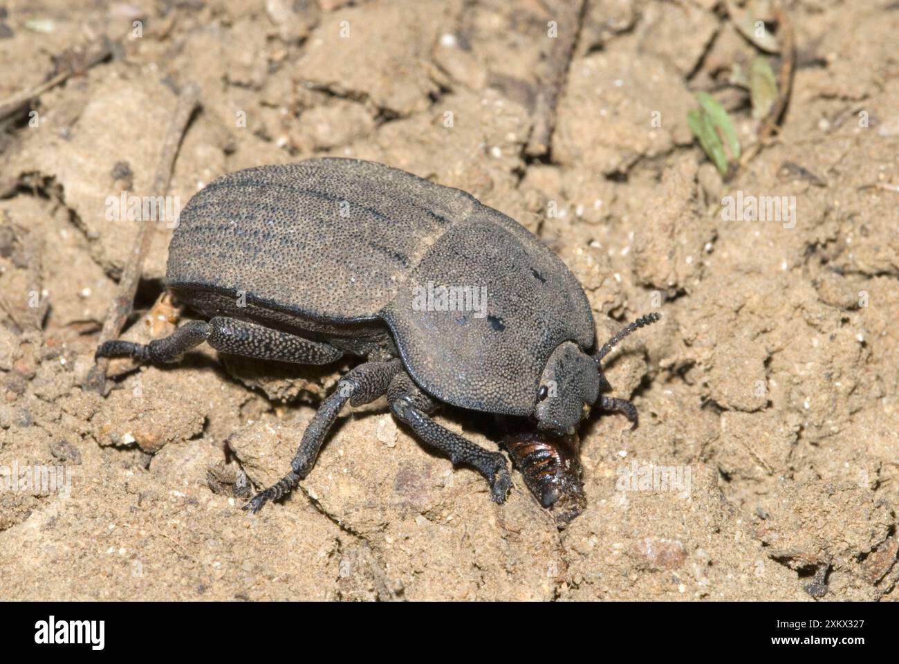 Scarabeo Darkling a terra, dove si nutre di rifiuti vegetali. Foto Stock