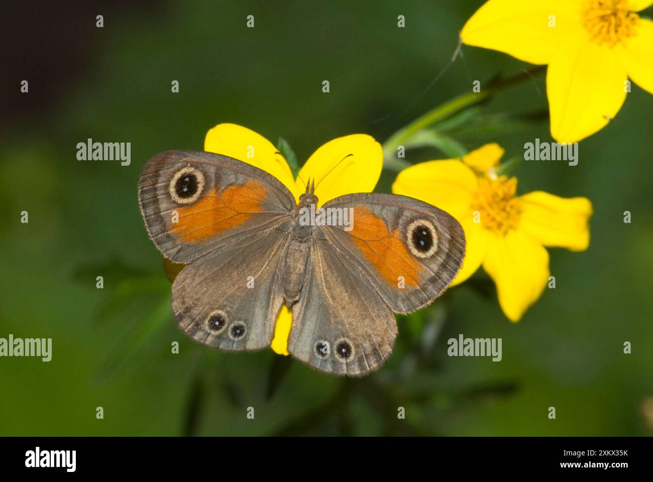 Farfalla marrone della foresta pluviale che si nutre di nettare di Foto Stock