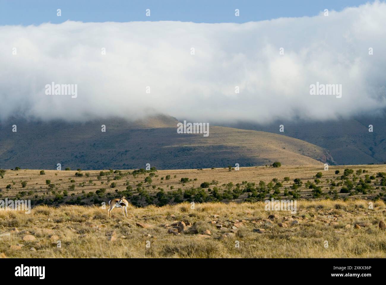 Coperta nuvolosa che avvolge le cime delle montagne con springbok Foto Stock