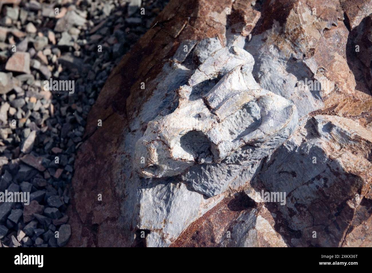 Cranio fossilizzato di Emydops - un dicinodonte simile a un mammifero Foto Stock