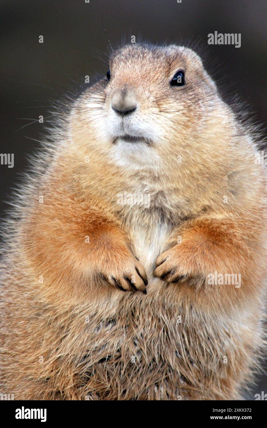 Prairie Dog dalla coda nera - crogiolati al sole invernale Foto Stock