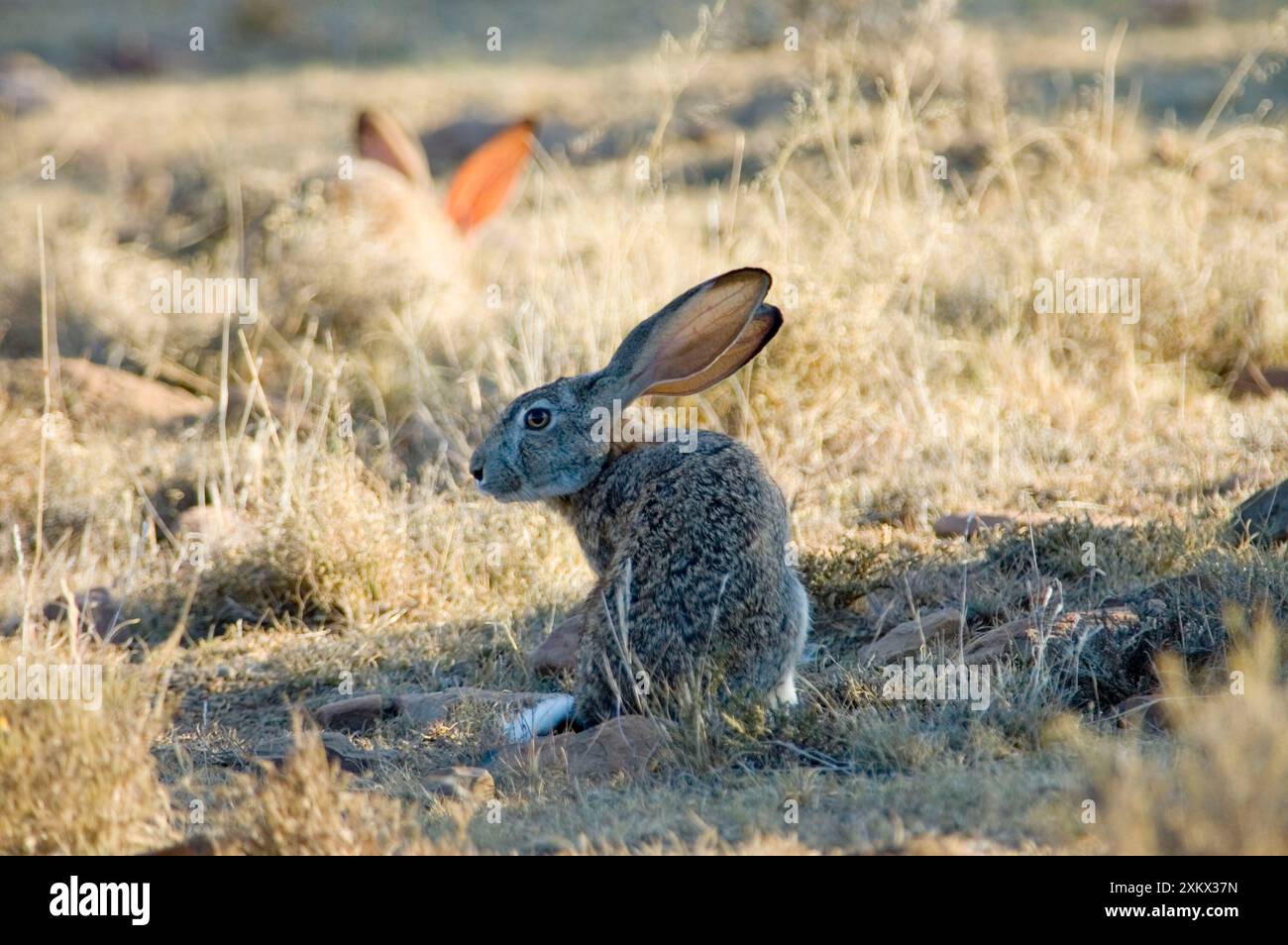 Cape Hare - foraggio in un'area aperta di prima mattina Foto Stock