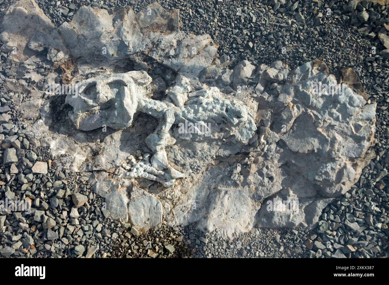 Scheletro fossilizzato di Diictodon - simile a un mammifero Foto Stock