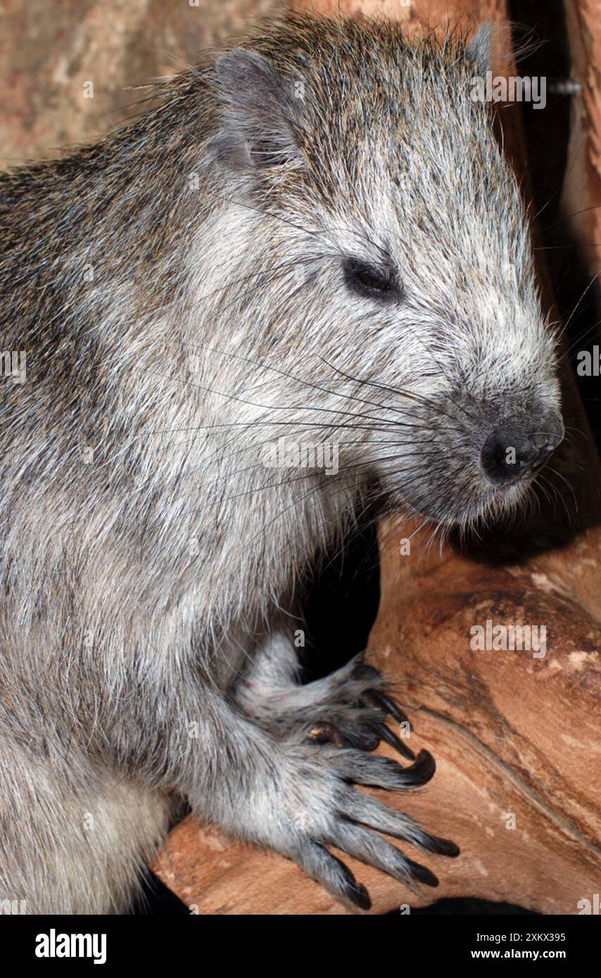 Desmarest's Hutia - specie in pericolo Foto Stock