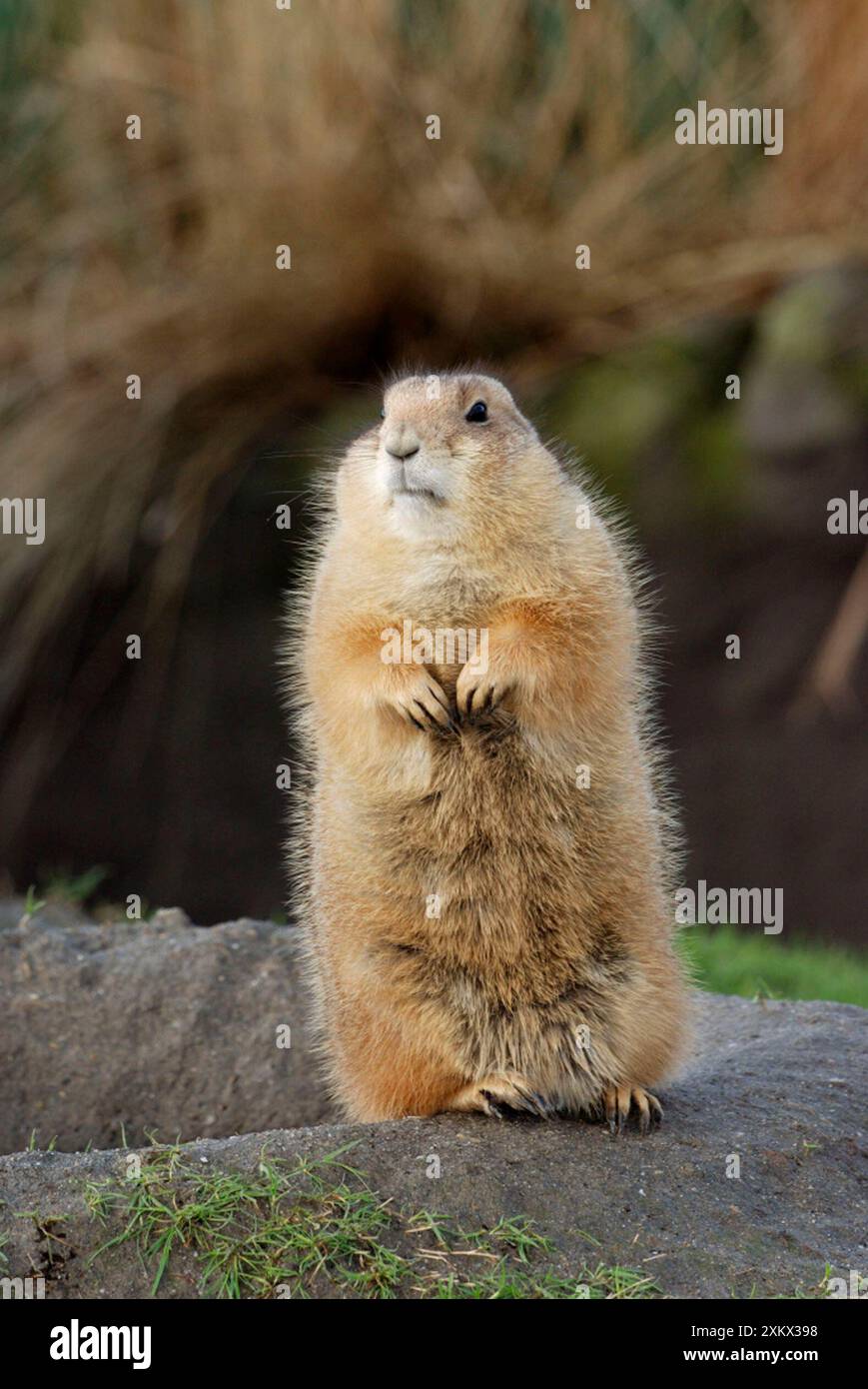 Prairie Dog dalla coda nera - crogiolati al sole invernale Foto Stock