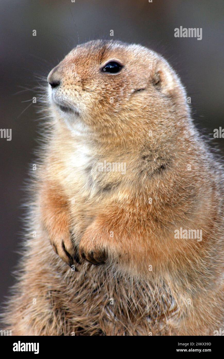 Prairie Dog dalla coda nera - crogiolati al sole invernale Foto Stock