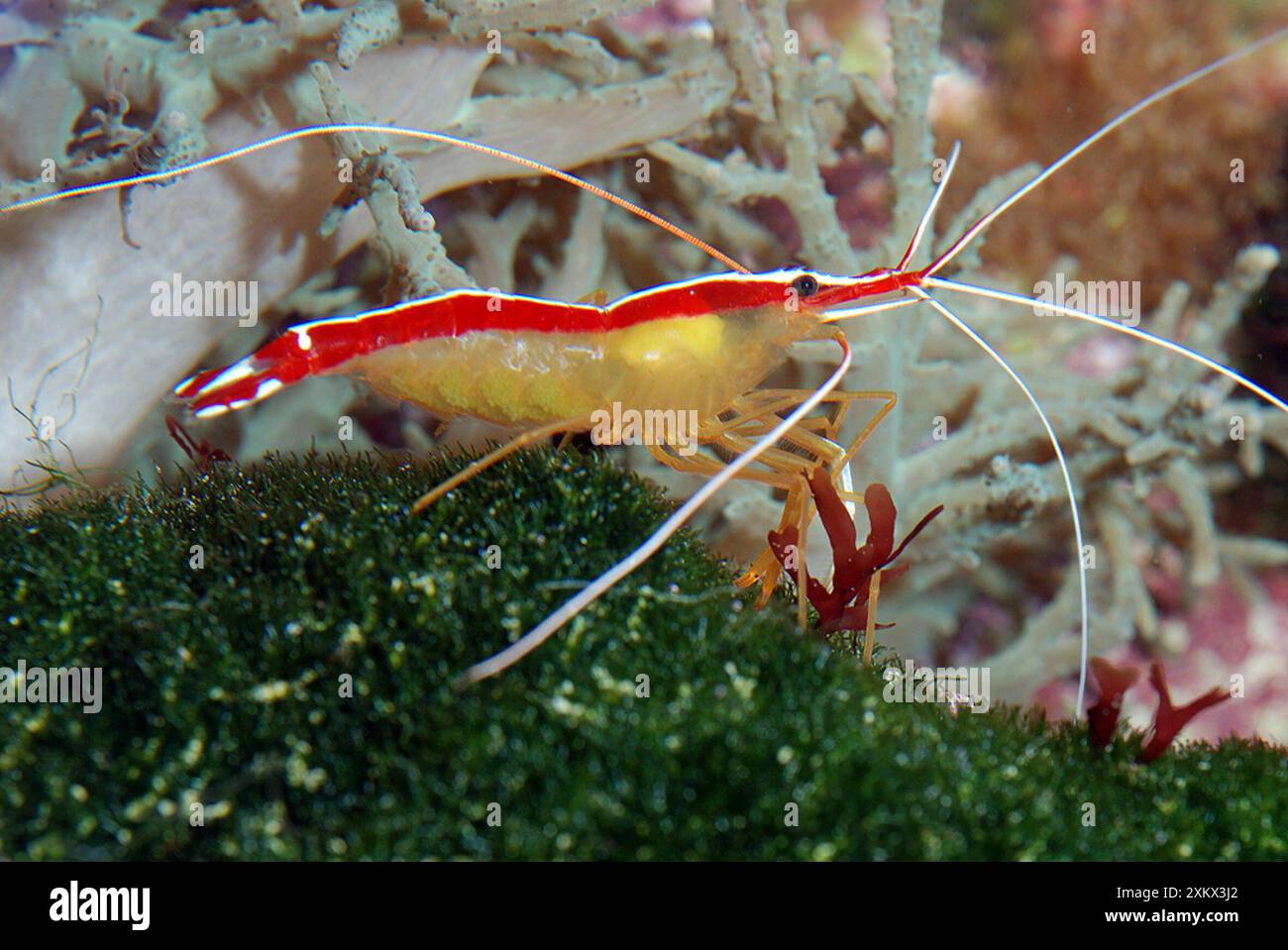 Gamberi bianchi a righe Foto Stock