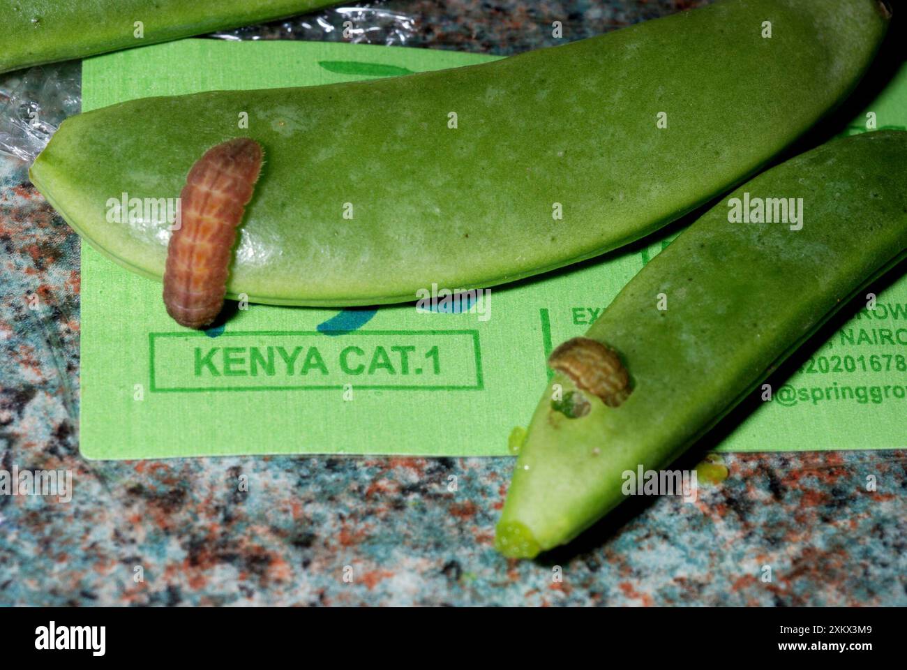 Larve di insetti importate sui saponi di zucchero dal Kenya (vivi) Foto Stock