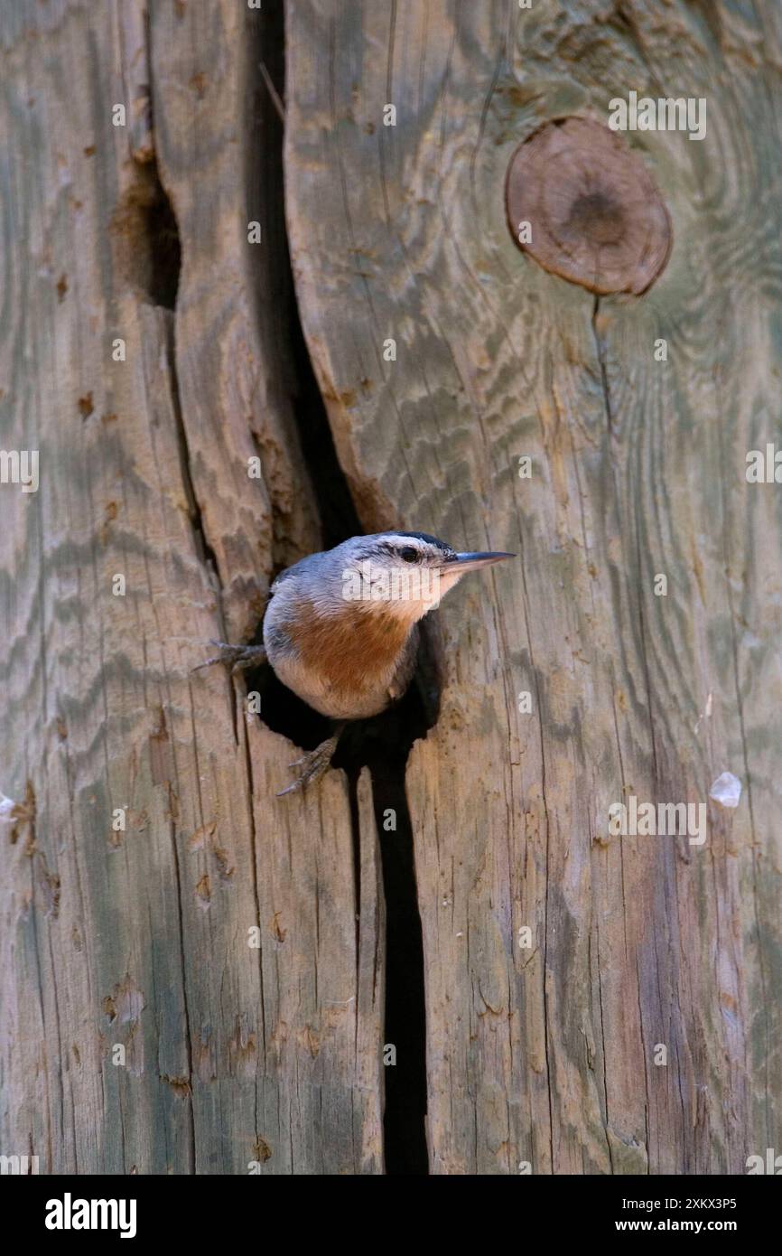 Krupers Nuthatch al nido Foto Stock