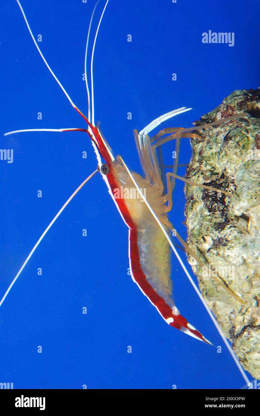 Gamberi bianchi a righe Foto Stock