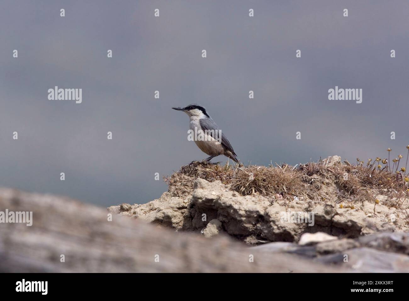 Roccia occidentale picchio muratore Foto Stock