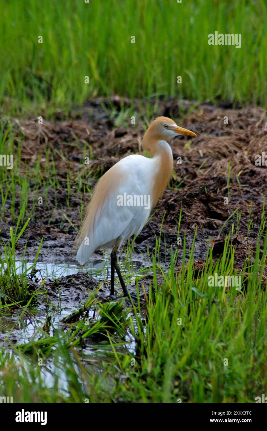 Egret di bestiame con pennacchi da riproduzione adulti Foto Stock