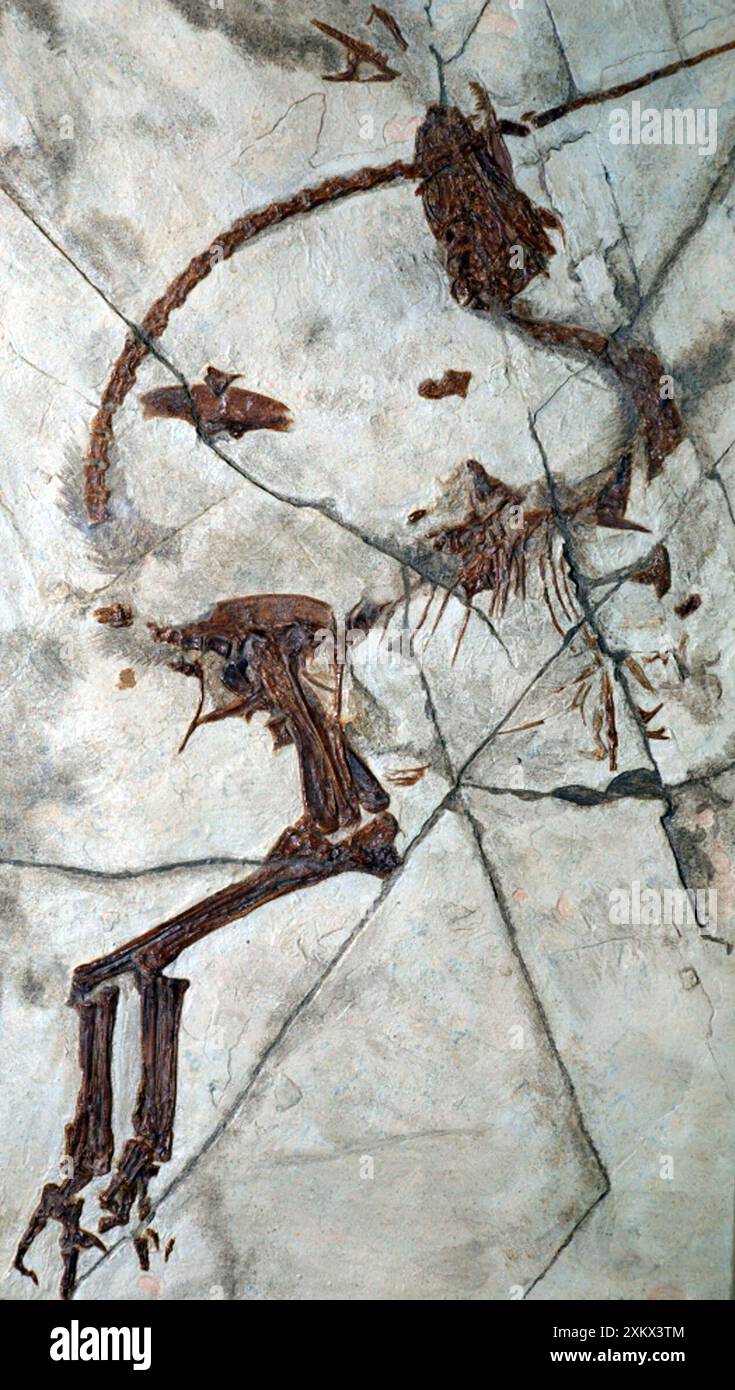 Fossile - uccello come rettile dalla Cina Foto Stock