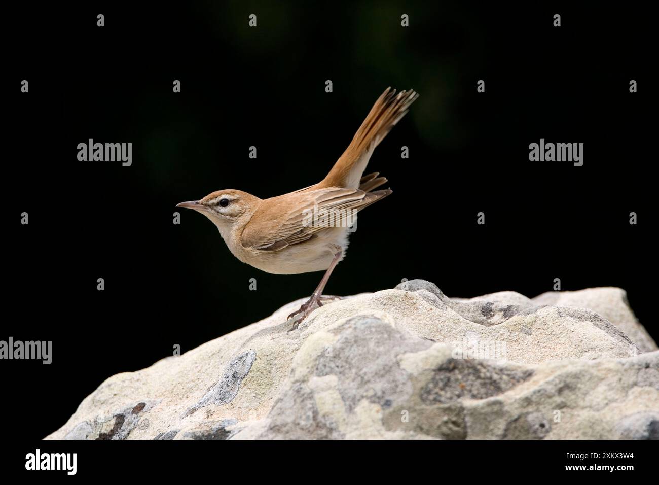 Rufous Bush Robin Foto Stock