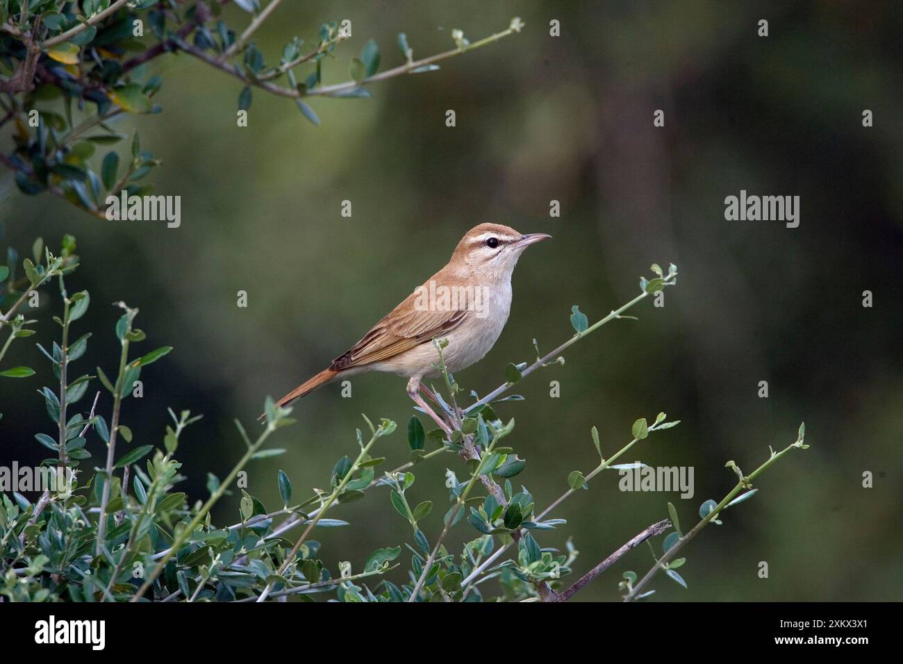 Rufous Bush Robin Foto Stock