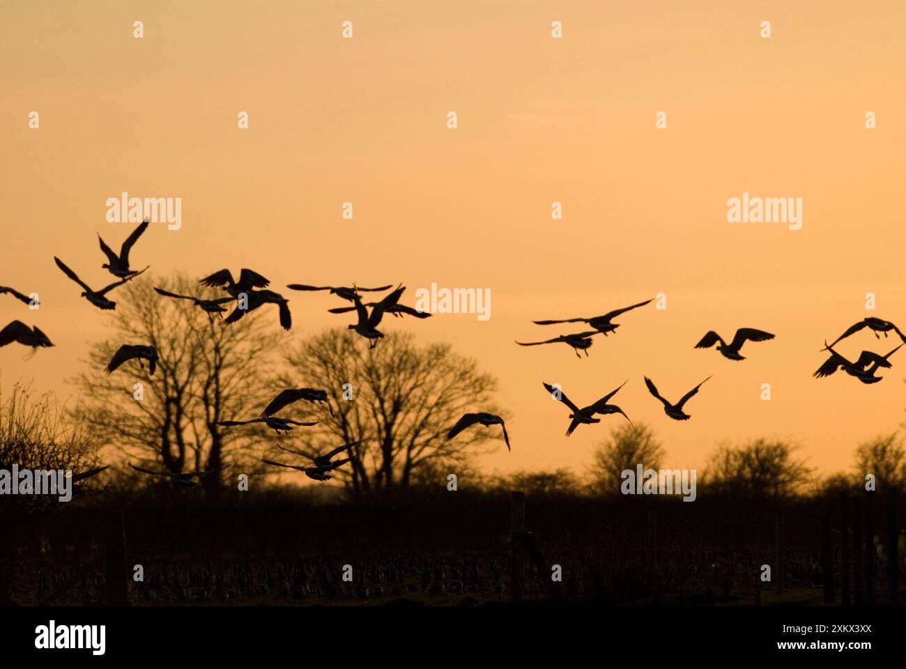 Oche di Barnacle - in volo al tramonto Foto Stock