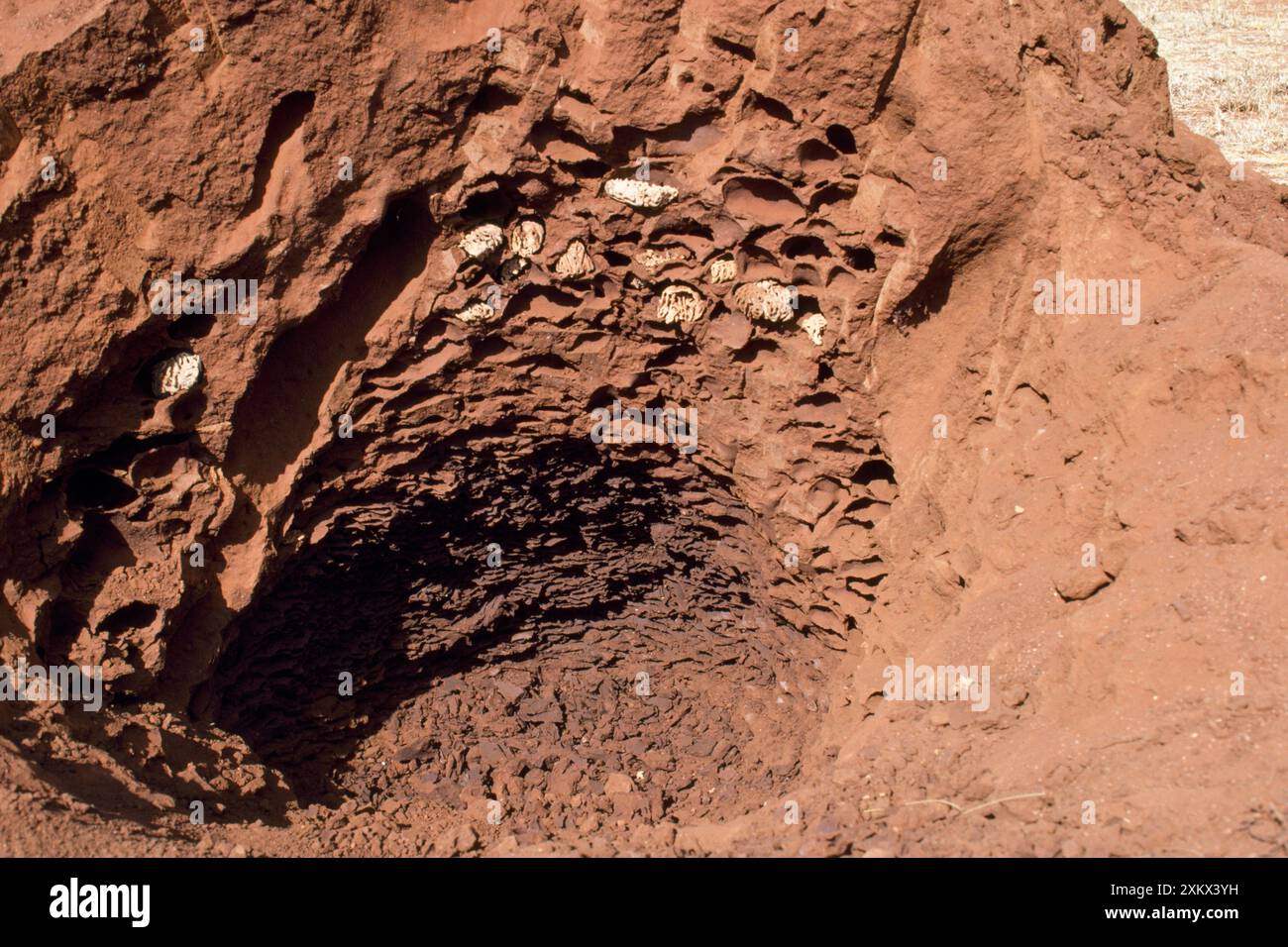 African Termite Mound - aperto Foto Stock