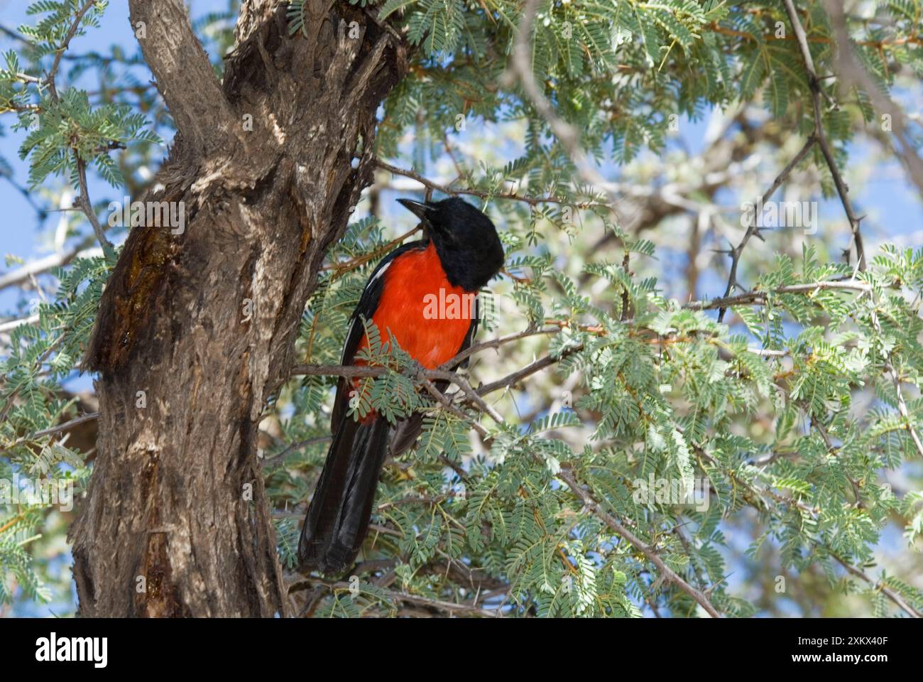 Shrike petto cremisi - arroccato sul ramo - Mata Mata. Foto Stock