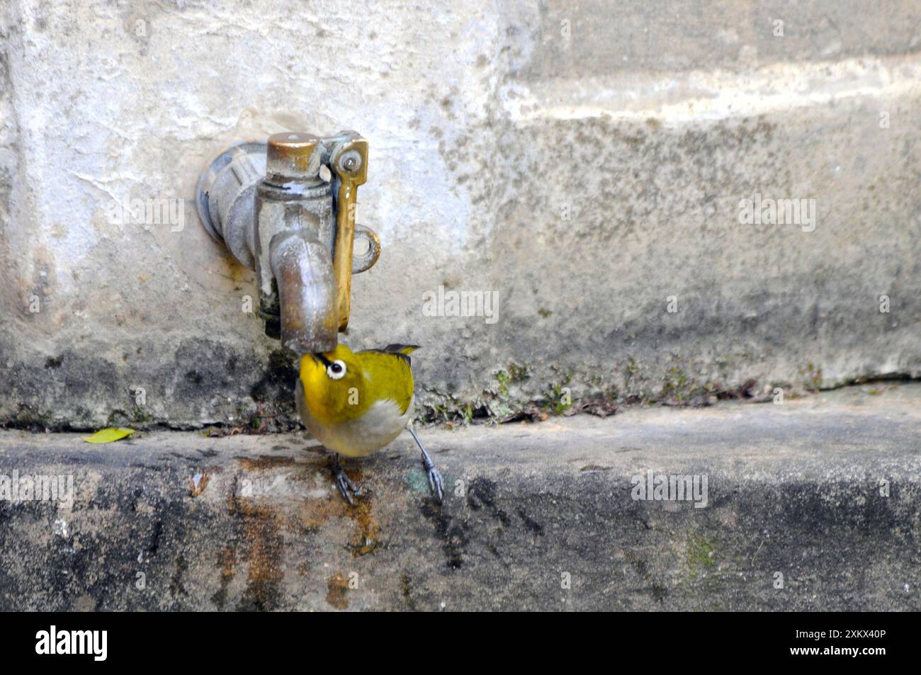 Cape White-Eye - acqua potabile dal rubinetto del giardino. Foto Stock