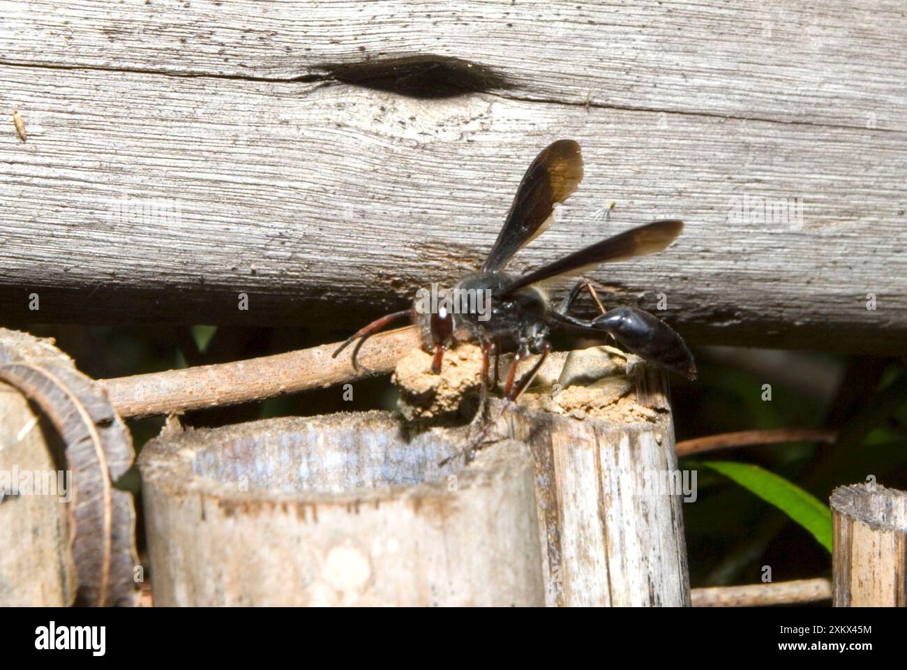 Vespa solitaria che trasporta un mantello di terra per sigillare Foto Stock