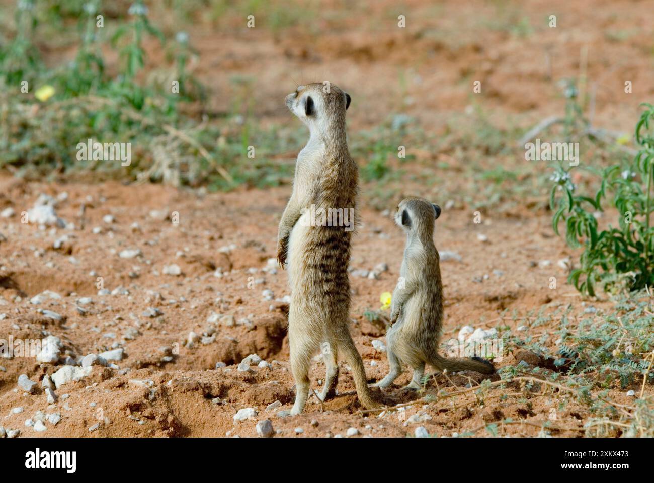Suricate / Meerkat Sentinel con il giovane. Foto Stock