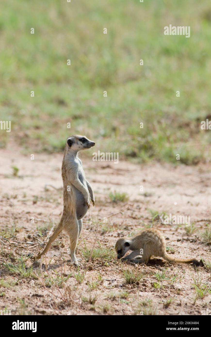 Suricate / Meerkat Sentinel con scavo per giovani. Foto Stock