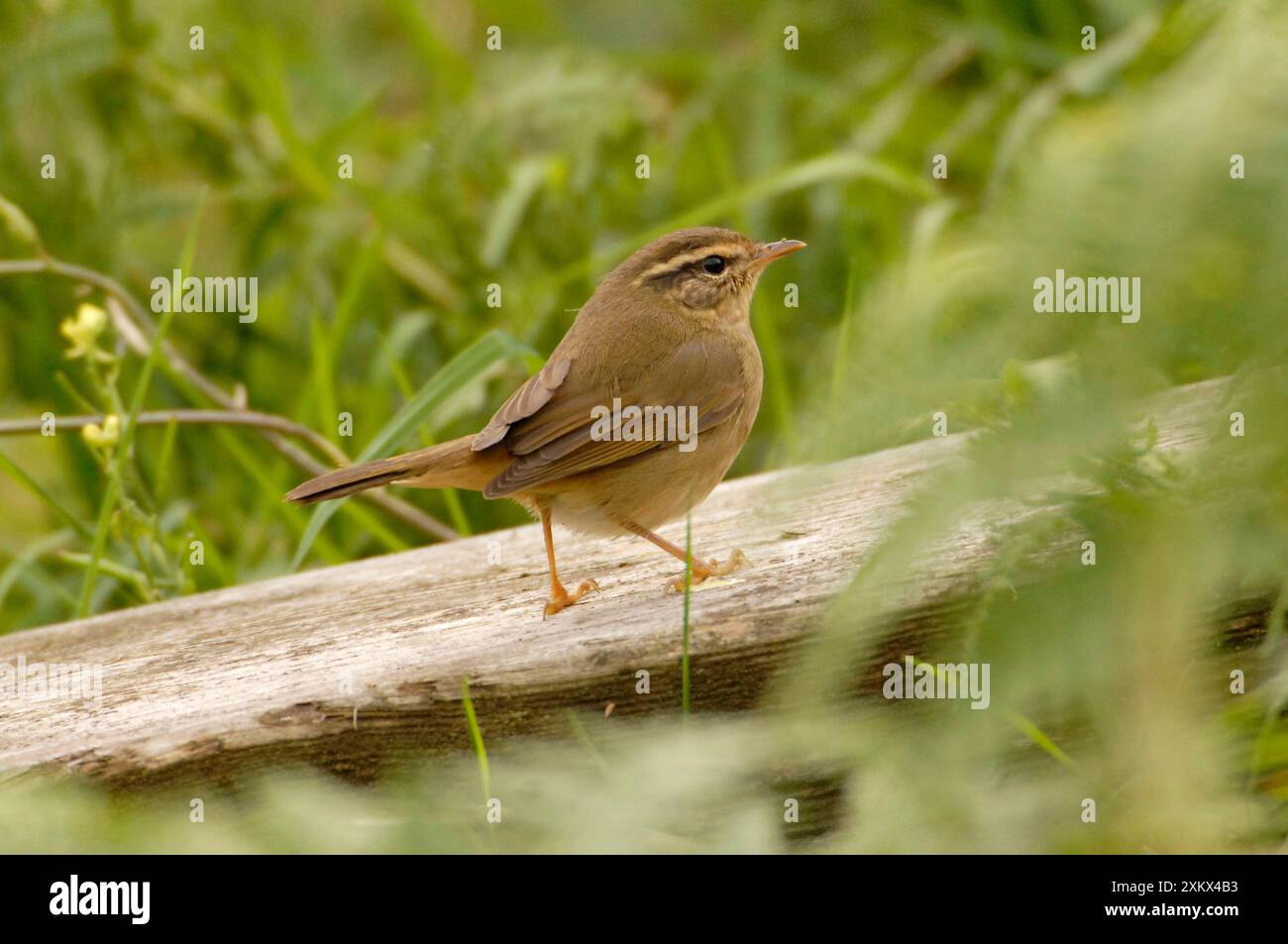 La parula di Radde è vagabonda Foto Stock