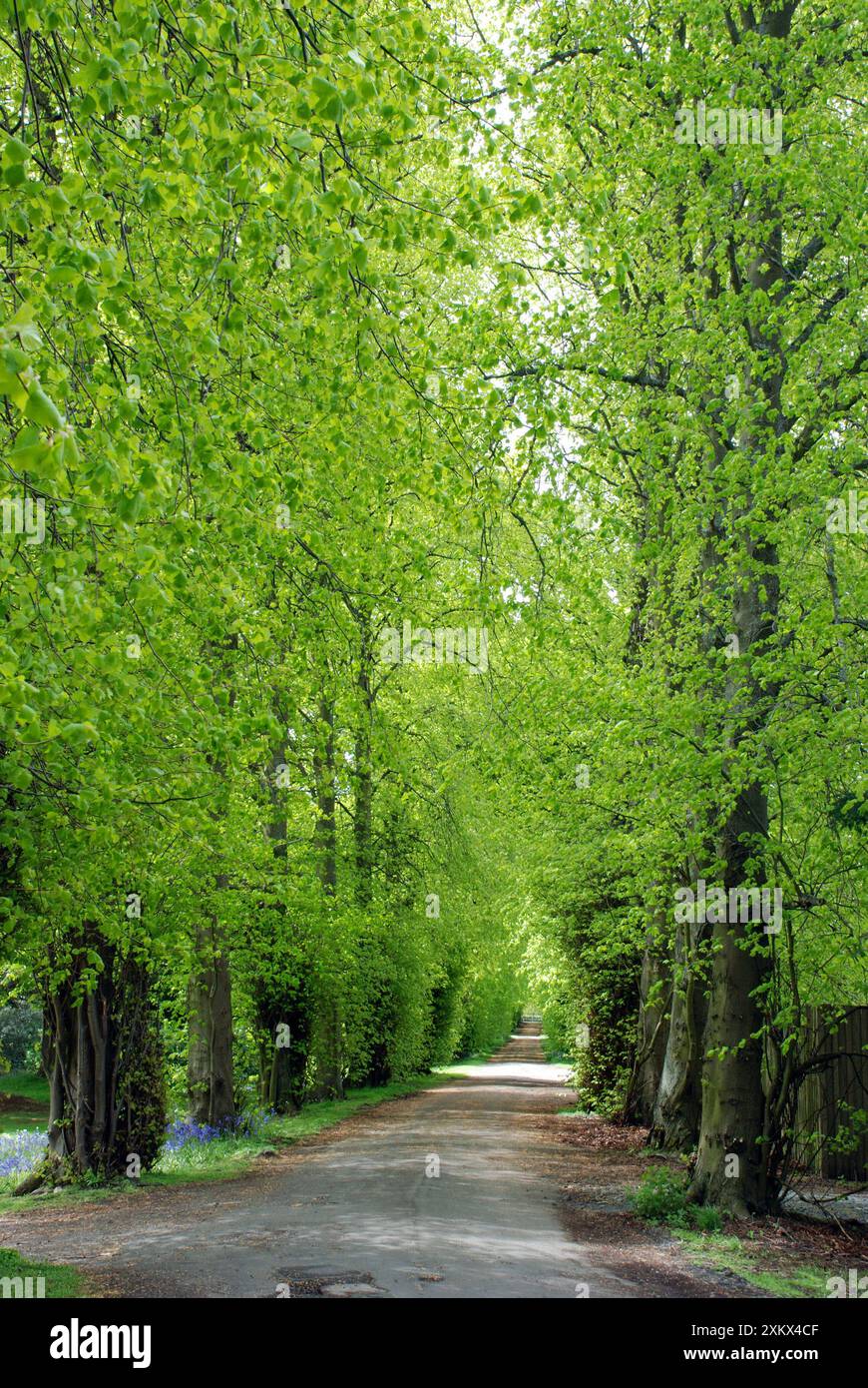 Lime Tree avenue in primavera Foto Stock