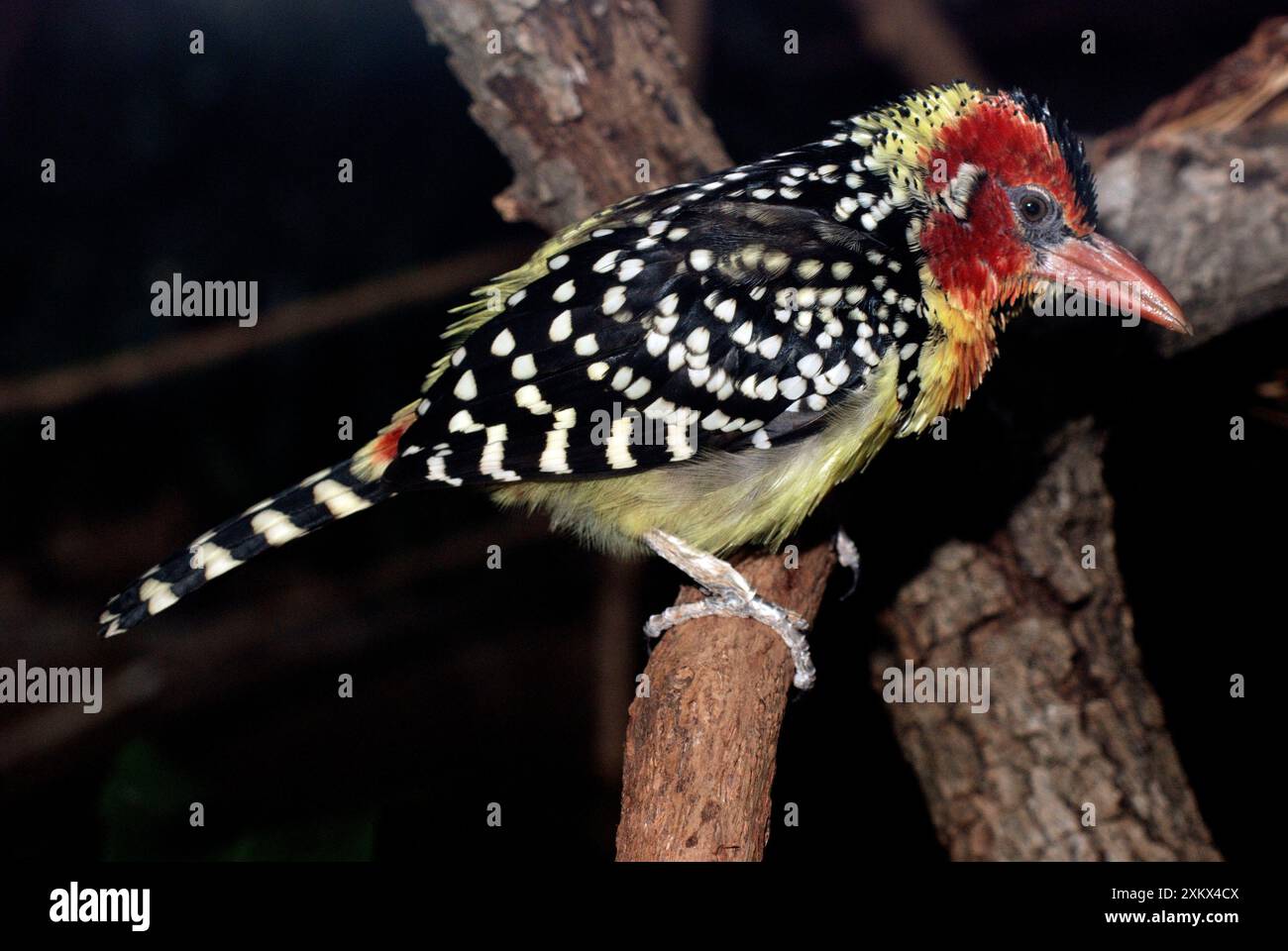 Rosso e Giallo Barbet Foto Stock