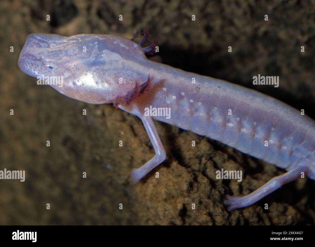 Salamandra della grotta cieca del Texas Foto Stock