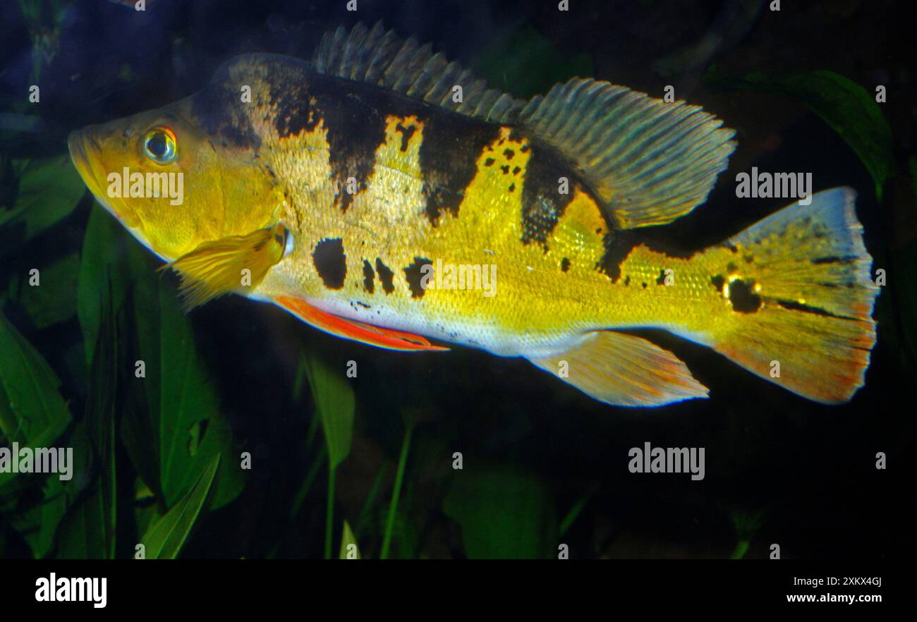 Ciclidi pavone Foto Stock