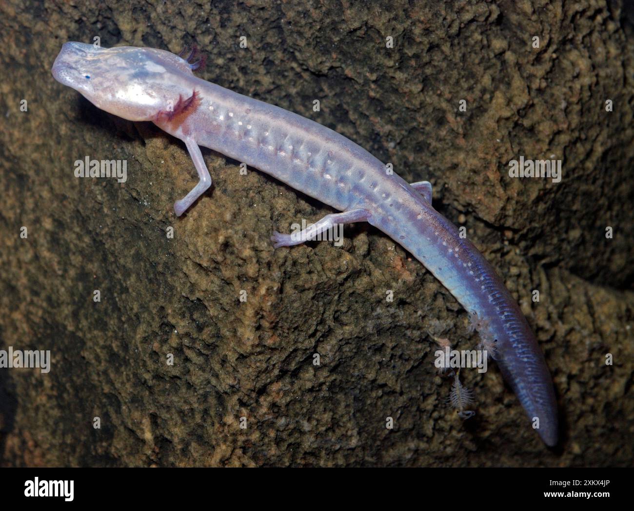 Salamandra della grotta cieca del Texas Foto Stock