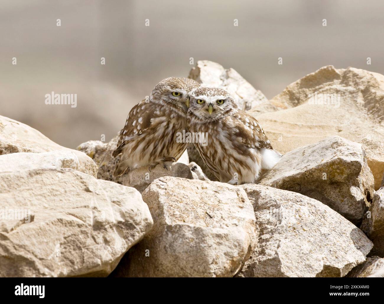 Little Owls - arroccato su rocce Foto Stock